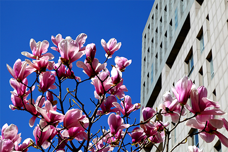 中国地质大学(北京）